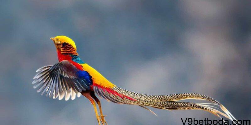 Nằm mơ thấy chim có nhiều màu sắc mang ý nghĩa gì